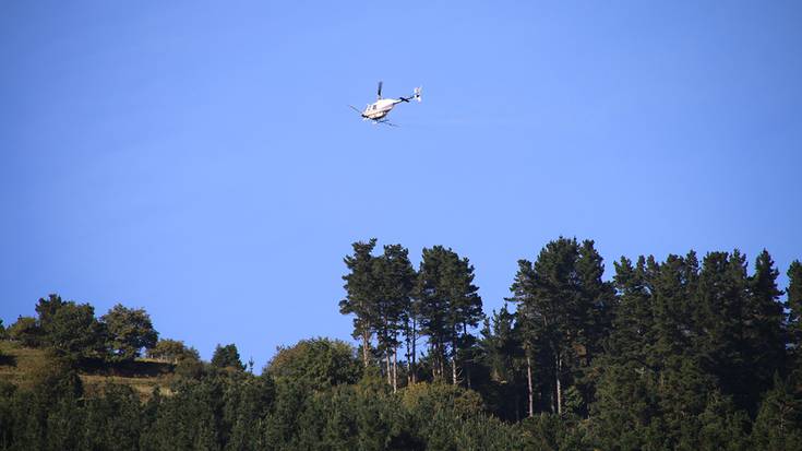 Pinuen harraren aurkako tratamentu ekologikoa