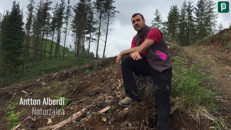 Eukalipto-landaketak geldiarazteko sinadura bilketa abiatu dute