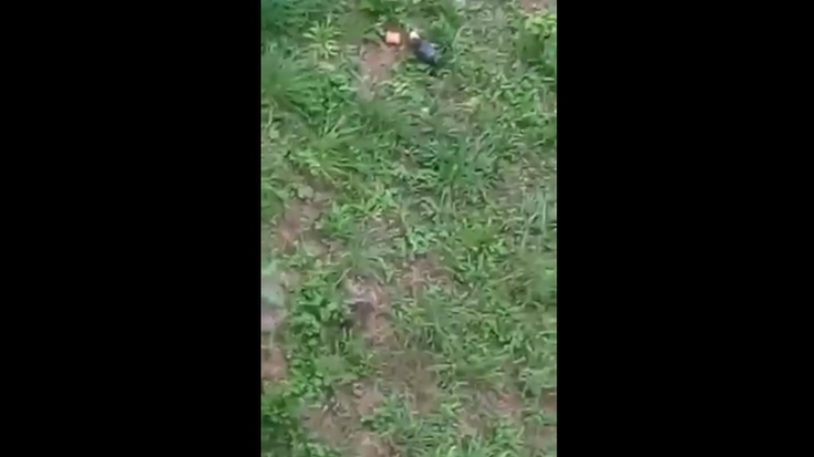 Arratoiak gustura, usoei botatako jana jaten