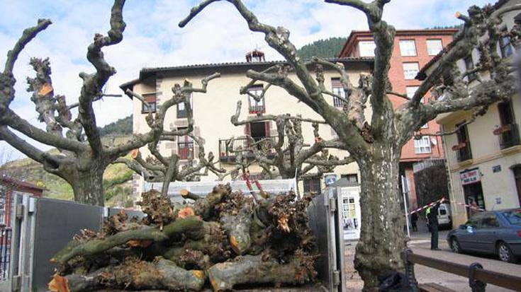 Plaza Zaharreko zuhaitzak inausten dihardute