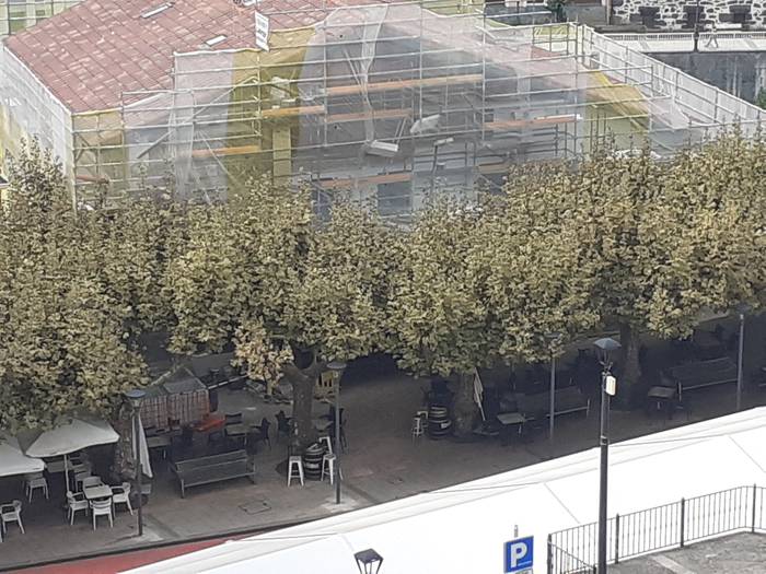 Kimatu egingo dituzte Plaza Zaharreko zuhaitzak